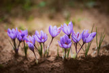 Pons Organic Saffron 03