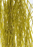 Cipriani Organic Egg Tagliolini 02