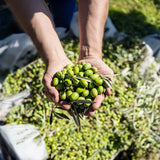 Llagrimes del Canigo Auream Picual Extra Virgin Olive Oil 500ml