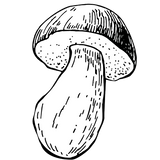 funghi
