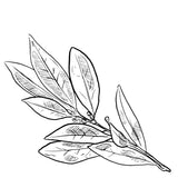 salvia
