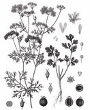 Mieli Thun Coriander Honey 03