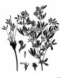 Mieli Thun Alfalfa Honey 03