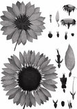 Mieli Thun Sunflower Honey 03