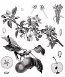 Mieli Thun Apple Tree Honey 03
