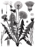 Mieli Thun Dandelion Honey 03